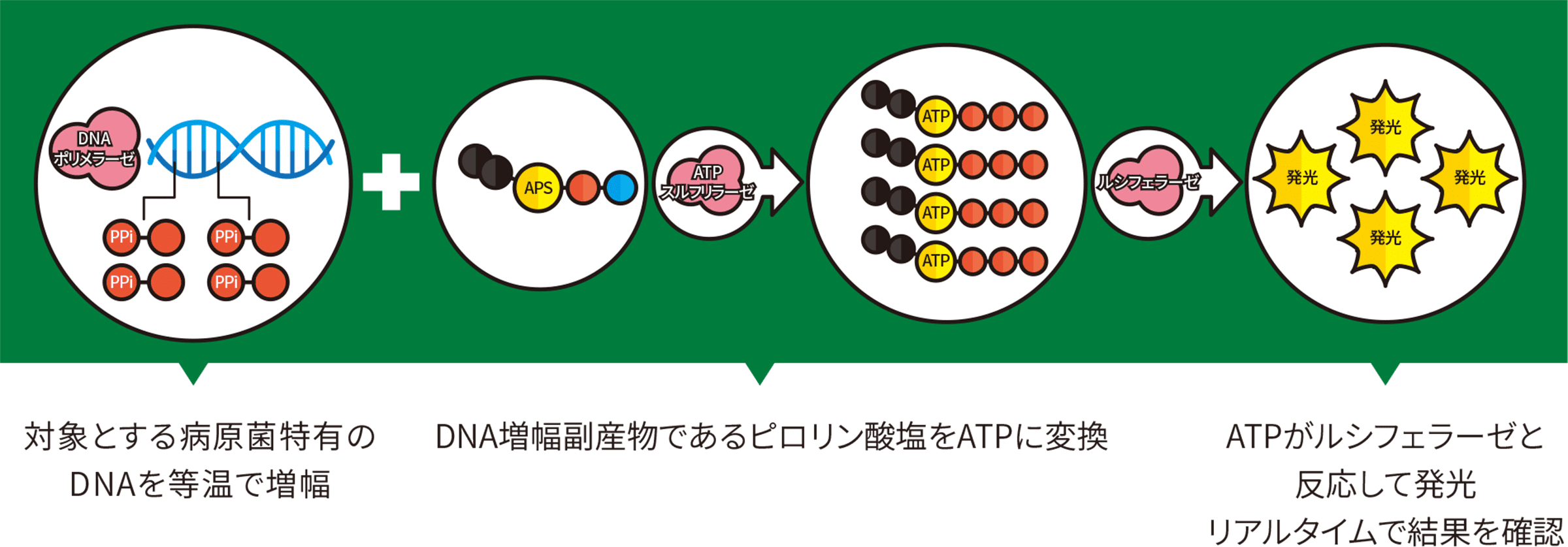 病原菌自動検出システム(MDS)検出原理の図