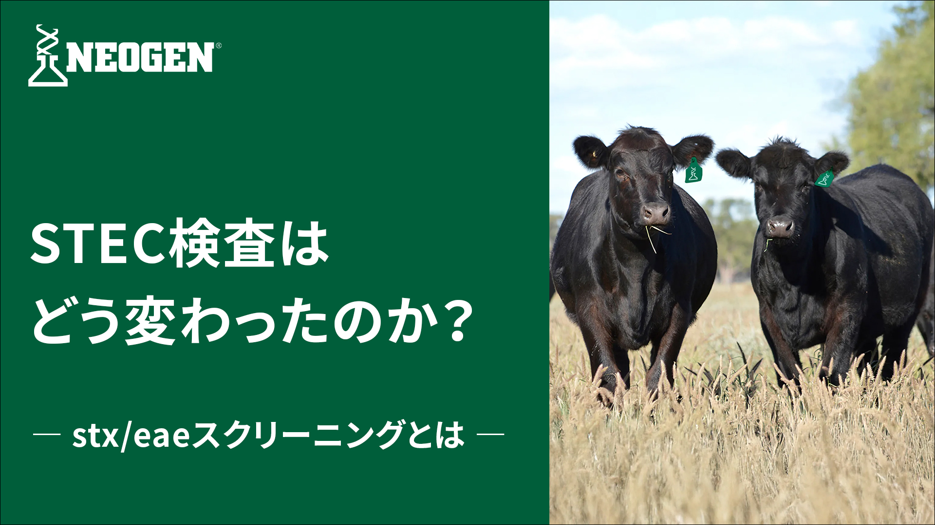 米国向け輸出牛肉のSTEC検査に新たな選択肢― stx/eaeスクリーニング法と「病原菌検出システム（MDS）」の活用