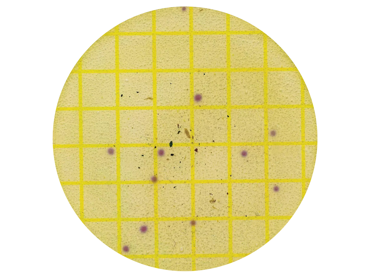 ペトリフィルム™ リステリア環境微生物測定用プレート（ELプレート